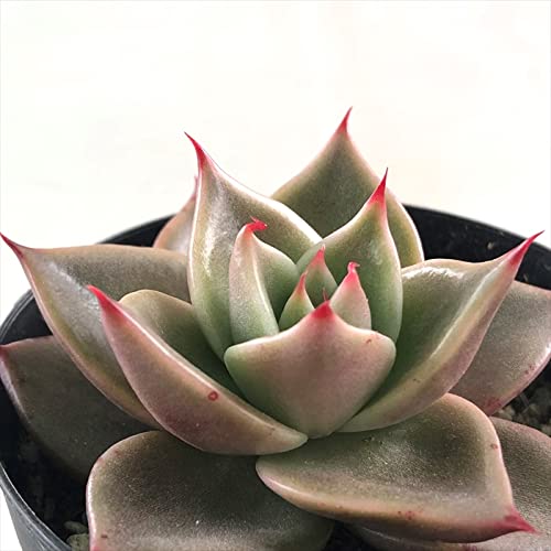 多肉植物　エケベリア　Majesta マジェスタ綴化 多肉植物 エケベリア Majesta マジェスタ綴化